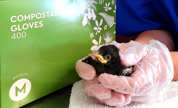 BirdCare Aotearoa and Love Our Land Compostable Gloves